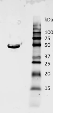 GAPDH Antibody (1D4), Novus Biologicals 1mL; Unlabeled:Antibodies, Monoclonal