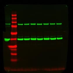 GAPDH Antibody (1D4), Novus Biologicals 1mL; Unlabeled:Antibodies, Monoclonal