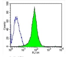 GAPDH Antibody (GA1R) - Azide and BSA Free, Novus Biologicals 0.025 mg,