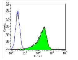 GAPDH Antibody (GA1R) - Azide and BSA Free, Novus Biologicals 0.025 mg,