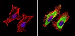 GAPDH Antibody (GA1R) - Azide and BSA Free, Novus Biologicals 0.025 mg,