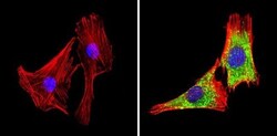 GAPDH Antibody (GA1R) - Azide and BSA Free, Novus Biologicals 0.025 mg,
