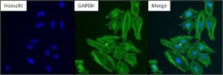 GAPDH Antibody (GA1R) - Azide and BSA Free, Novus Biologicals 0.025 mg,