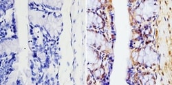 GAPDH Antibody (GA1R) - Azide and BSA Free, Novus Biologicals 0.025 mg,