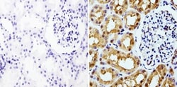 GAPDH Antibody (GA1R) - Azide and BSA Free, Novus Biologicals 0.025 mg,