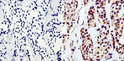 GAPDH Antibody (GA1R) - Azide and BSA Free, Novus Biologicals 0.025 mg,