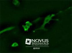 GAPDH Antibody, Novus Biologicals 0.1mL; Unlabeled:Antibodies, Polyclonal