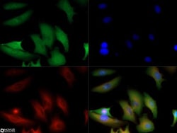 GAPDH Antibody, Novus Biologicals 0.1 mL; Unconjugated:Antibodies, Polyclonal
