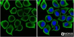 GAPDH Antibody, Novus Biologicals 0.1 mL; Unconjugated:Antibodies, Polyclonal
