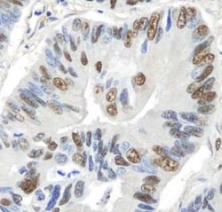 GAPDH Antibody, Novus Biologicals 0.1mL; Unlabeled:Antibodies, Polyclonal