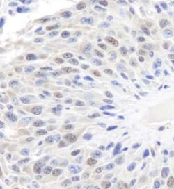 GAPDH Antibody, Novus Biologicals 0.1mL; Unlabeled:Antibodies, Polyclonal