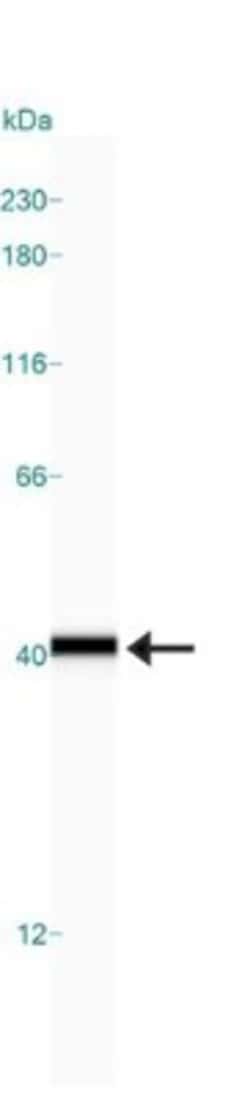 GAPDH Antibody, Novus Biologicals 0.1mL; Unlabeled:Antibodies, Polyclonal