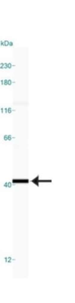 GAPDH Antibody, Novus Biologicals:Antibodies:Primary Antibodies