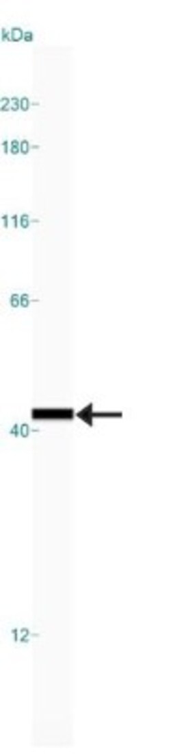 GAPDH Antibody, Novus Biologicals 0.1 mL; Unconjugated:Antibodies, Polyclonal