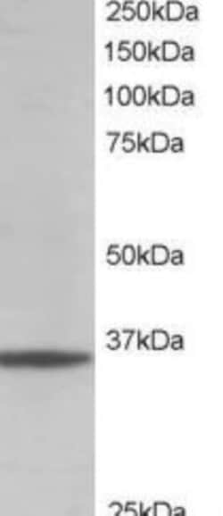GAPDH Antibody, Novus Biologicals 0.1mg; Unlabeled:Antibodies, Polyclonal
