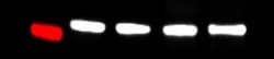 GAPDH Antibody, Novus Biologicals 0.1mL; Unlabeled:Antibodies, Polyclonal