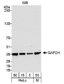 GAPDH Antibody, Novus Biologicals 0.1 mL | Buy Online | Novus Biologicals | Fisher Scientific