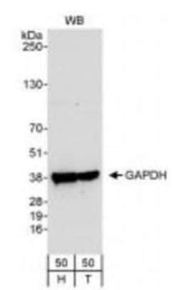 GAPDH Antibody, Novus Biologicals 0.1 mL | Buy Online | Novus Biologicals | Fisher Scientific