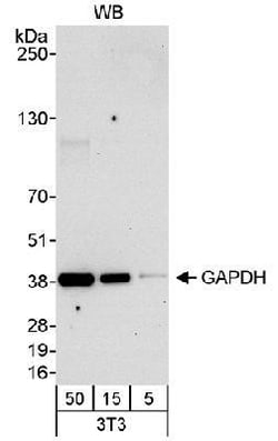 GAPDH Antibody, Novus Biologicals 0.1 mL | Buy Online | Novus Biologicals | Fisher Scientific