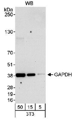 GAPDH Antibody, Novus Biologicals:Antibodies:Primary Antibodies