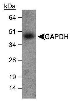 GAPDH Antibody, Novus Biologicals 0.1 mL; Unconjugated:Antibodies, Polyclonal