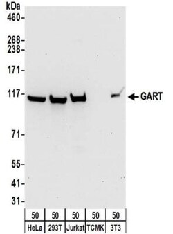 GART Antibody, Novus Biologicals 0.1mg; Unlabeled:Antibodies, Polyclonal