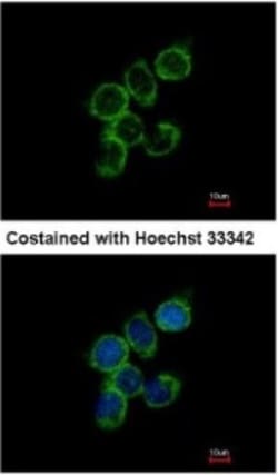 GAS2L1 Antibody, Novus Biologicals 0.1mL; Unlabeled:Antibodies, Polyclonal