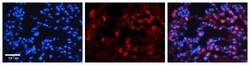 GAS2L1 Antibody, Novus Biologicals 100&mu;L; Unlabeled:Antibodies, Polyclonal