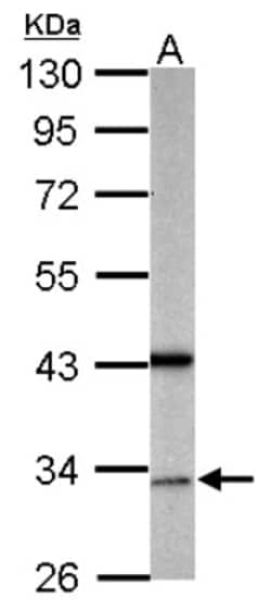 GAS2L1 Antibody, Novus Biologicals 0.1mL; Unlabeled:Antibodies, Polyclonal