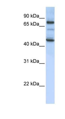 GAS2L1 Antibody, Novus Biologicals 100&mu;L; Unlabeled:Antibodies, Polyclonal