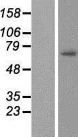 Novus Biologicals™ GAS2L3 Overexpression Lysate