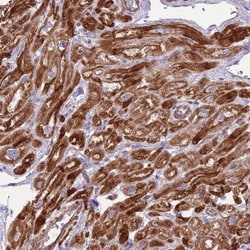 GAS2L3 Antibody, Novus Biologicals 0.1mL; Unlabeled:Antibodies, Polyclonal
