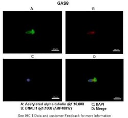 GAS8 Antibody, Novus Biologicals 100&mu;L; Unlabeled:Antibodies, Polyclonal