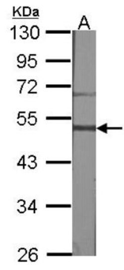 Gastrin-releasing Peptide R/GRPR Antibody, Novus Biologicals 0.1mg; Unlabeled:Antibodies,
