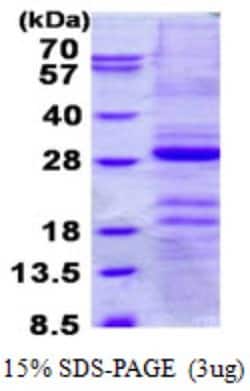 Novus Biologicals&trade;&nbsp;Recombinant Human Gastrokine 1 His Protein