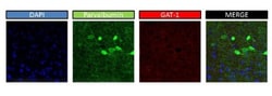GAT-1/SLC6A1 Antibody, Novus Biologicals 0.05mg; Unlabeled:Antibodies,