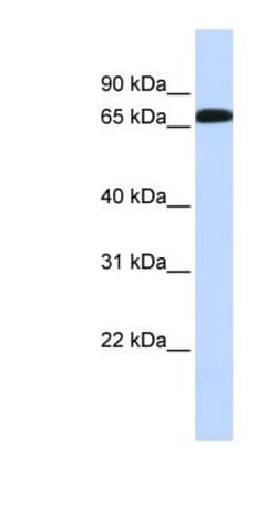 GAT-1/SLC6A1 Antibody, Novus Biologicals 0.05mg; Unlabeled:Antibodies,