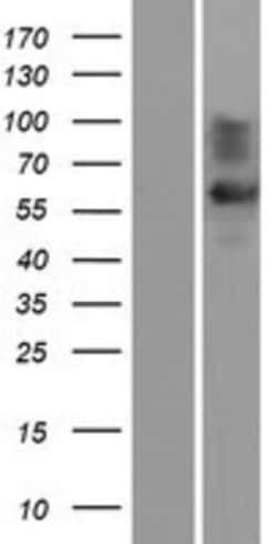 Novus Biologicals™ GAT-1/SLC6A1 Overexpression Lysate