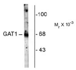 GAT-1/SLC6A1 Antibody, Novus Biologicals 0.1mL; Unlabeled:Antibodies, Polyclonal