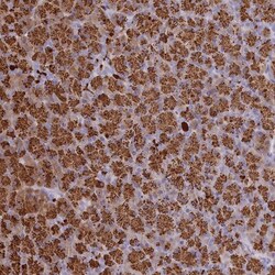 GAT3 Antibody, Novus Biologicals:Antibodies:Primary Antibodies