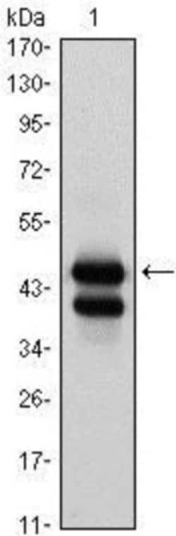 GATA-1 Antibody (4F5), Novus Biologicals 0.025 mL, Unconjugated:Antibodies,