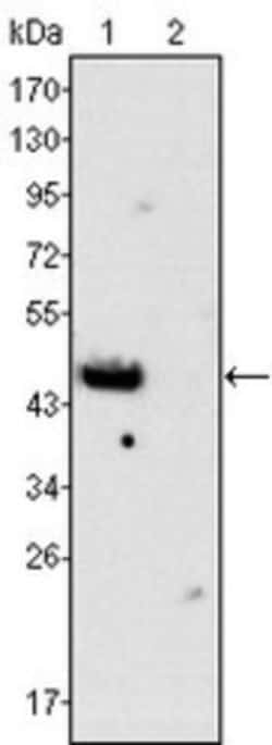 GATA-4 Antibody (6H10), Novus Biologicals:Antibodies:Primary Antibodies