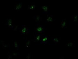 GATA-4 Antibody (OTI9F9), Novus Biologicals 0.1mL; Unlabeled:Antibodies,