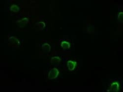 GATA-4 Antibody (OTI9F9), Novus Biologicals 0.1mL; Unlabeled:Antibodies,