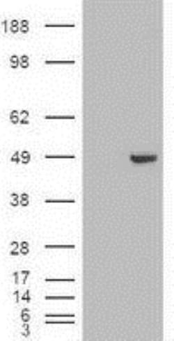 GATA-4 Antibody (OTI9F9), Novus Biologicals 0.1mL; Unlabeled:Antibodies,