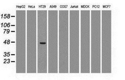 GATA-4 Antibody (OTI9F9), Novus Biologicals 0.1mL; Unlabeled:Antibodies,