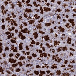 GATSL3 Antibody, Novus Biologicals 0.1mL; Unlabeled:Antibodies, Polyclonal
