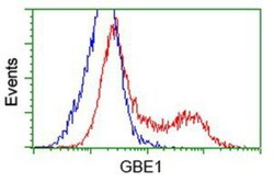 GBE1 Antibody (OTI1D11), Novus Biologicals 0.1mL; Unlabeled:Antibodies,