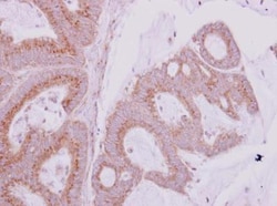 GBF1 Antibody, Novus Biologicals 0.1mL; Unlabeled:Antibodies, Polyclonal