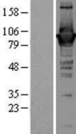 Novus Biologicals&trade;&nbsp;GBP1 Overexpression Lysate